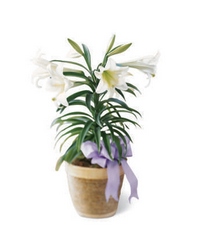 Easter Lily Plant from Lloyd's Florist, local florist in Louisville,KY
